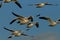 Snow geese Bosque del Apache, New Mexico, USA