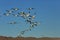 Snow geese Bosque del Apache, New Mexico, USA