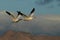 Snow geese Bosque del Apache, New Mexico, USA