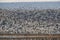 Snow geese Bosque del Apache, New Mexico USA