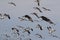 Snow geese Bosque del Apache, New Mexico USA