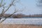 Snow Geese Coming in for a Landing