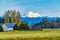 Snow Geese Dstance Farm Snowy Mount Baker Skagit Valley Washington