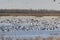 Snow geese fall migration