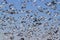 Snow geese fall migration, huge flocks flying