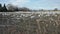 Snow Geese in Farmerâ€™s Field dolly shot 4K UHD