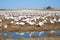 Snow Geese Feeding