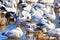 Snow geese feeding in a wetland pond