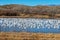 Snow geese filled pond at Bosque del Apache