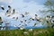 Snow Geese in Flight