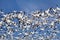 Snow Geese in Flight