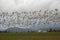 Snow geese in flight over farmland