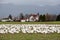 Snow geese flock on ground