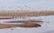 A Snow Geese Flock Lands in a Rural Landscape