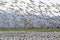 Snow Geese Flock Migrating