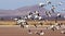 A Snow Geese Flock Races Past a Rural Landscape