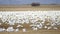 Snow Geese Flock Together Spring Migration Wild Birds