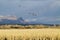 Snow geese fly over corn field at the Bosque del Apache National Wildlife Refuge, near San Antonio and Socorro, New Mexico