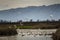 Snow geese fly-in, Sacramento National Wildlife Refuge