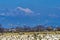 Snow Geese Flying Flock Mount Baker Skagit Valley Washington