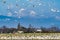 Snow Geese Flying Flock Mount Baker Skagit Valley Washington