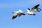 Snow Geese Flying Formation - Migration