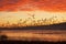 Snow Geese Flying at Sunrise