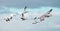 Snow geese following a sandhill crane