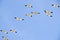 Snow Geese Formation