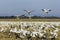 Snow geese landing