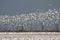 Snow Geese Large Flock