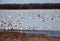 Snow geese migration.