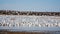 Snow geese migration.
