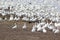 Snow geese and a muskrat