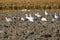 Snow geese in plowed field