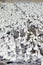 Snow geese and Sandhill cranes on frozen field at the Bosque del Apache National Wildlife Refuge, near San Antonio and Socorro, Ne