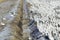 Snow geese and Sandhill cranes on frozen field at the Bosque del Apache National Wildlife Refuge, near San Antonio and Socorro, Ne