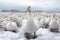 Snow Geese on a Snowy Landscape. Generative By Ai