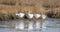 Snow geese standing in saltmarsh in North America