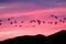 Snow Geese at Sunset