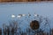 Snow Geese swimming around muskrat dens