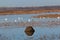 Snow Geese swimming around muskrat dens