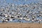 Snow Geese Take Flight