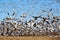 Snow Geese take Flight