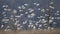 Snow Geese take off, Middle Creek