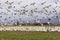 Snow geese taking flight