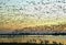 Snow Geese on the Wing