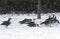 Snow Geese in winter, Bass Island, OH