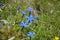 Snow-gentian, Gentiana nivalis, Snow Gentian.