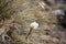 Snow gentian, small white alpine flower in Tongariro National Park